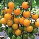 50 Seeds Golden Pearl Tomato Juicy Tomatoe Vegetable Garden Edible Food Fresh For Garden