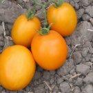 50 Seeds Golden Girl Tomato Juicy Tomatoe Vegetable Garden Edible Food Fresh For Garden