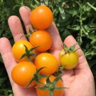 50 Seeds Gold Nuggets Tomato Juicy Tomatoe Vegetable Garden Edible Food Fresh For Garden 50 Seeds Gold Nuggets Tomato Juicy Tomatoe Vegetable Garden Edible Food Fresh For Garden