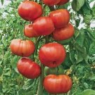 50 Seeds Giant Tree Tomato Juicy Tomatoe Vegetable Garden Edible Food Fresh For Garden