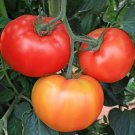 50 Seeds Geronimo Tomato Juicy Tomatoe Vegetable Garden Edible Food Fresh For Garden
