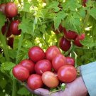 50 Seeds German Lunchbox Tomato Juicy Tomatoe Vegetable Garden Edible Food Fresh For Garden