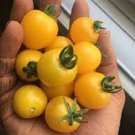 50 Seeds Galina Tomato Juicy Tomatoe Vegetable Garden Edible Food Fresh For Garden