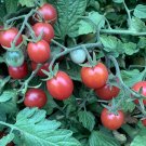 50 Seeds Fruity Cherry Tomato Juicy Tomatoe Vegetable Garden Edible Food Fresh For Garden 50 Seeds Fruity Cherry Tomato Juicy Tomatoe Vegetable Garden Edible Food Fresh For Garden