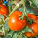 50 Seeds Salsa Tomato Juicy Tomatoe Vegetable Garden Edible Food Fresh For Garden
