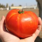50 Seeds Florida 91 Tomato Juicy Tomatoe Vegetable Garden Edible Food Fresh For Garden