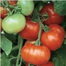 50 Seeds Florida 47 Tomato Juicy Tomatoe Vegetable Garden Edible Food Fresh For Garden