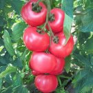 50 Seeds Floralina Tomato Juicy Tomatoe Vegetable Garden Edible Food Fresh For Garden