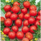 50 Seeds Favorita Tomato Juicy Tomatoe Vegetable Garden Edible Food Fresh For Garden