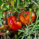 50 Seeds Fabulo Tomato Juicy Tomatoe Vegetable Garden Edible Food Fresh For Garden