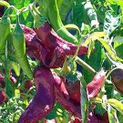 25 Seeds Numex R Naky Pepper Garden Vegetables Planting Edible Food Fresh For Garden