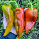25 Seeds Beaver Dam Pepper Garden Vegetables Planting Edible Food Fresh For Garden 25 Seeds Beaver Dam Pepper Garden Vegetables Planting Edible Food Fresh For Garden