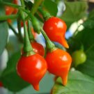 25 Seeds Pimenta Biquinho Pepper Garden Vegetables Planting Edible Food Fresh For Garden