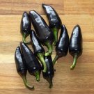 25 Seeds Hungarian Black Pepper Garden Vegetables Planting Edible Food Fresh For Garden 25 Seeds Hungarian Black Pepper Garden Vegetables Planting Edible Food Fresh For Garden