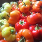 25 Seeds Sweet Apple Pepper Garden Vegetables Planting Edible Food Fresh For Garden 25 Seeds Sweet Apple Pepper Garden Vegetables Planting Edible Food Fresh For Garden