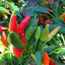 25 Seeds Candlelight Pepper Garden Vegetables Planting Edible Food Fresh For Garden