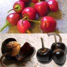 25 Seeds Cascabel Chile Pepper Garden Vegetables Planting Edible Food Fresh For Garden