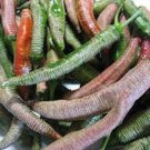 25 Seeds Vezenpiperkpepper Garden Vegetables Planting Edible Food Fresh For Garden 25 Seeds Vezenpiperkpepper Garden Vegetables Planting Edible Food Fresh For Garden