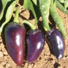 25 Seeds Purple Jalapeño Pepper Garden Vegetables Planting Edible Food Fresh For Garden