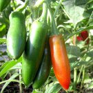 25 Seeds Hidalgo Chile Pepper Garden Vegetables Planting Edible Food Fresh For Garden