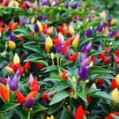 25 Seeds Bolivian Rainbow Pepper Garden Vegetables Planting Edible Food Fresh For Garden