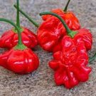 25 Seeds Brazilian Starfish Pepper Garden Vegetables Planting Edible Food Fresh For Garden