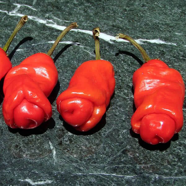 25 Seeds Peter Pepper Garden Vegetables Planting Edible Food Fresh For Garden