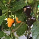 25 Seeds Hot Golden Nugget Pepper Garden Vegetables Planting Edible Food Fresh For Garden 25 Seeds Hot Golden Nugget Pepper Garden Vegetables Planting Edible Food Fresh For Garden