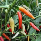 25 Seeds Ají Omnicolor Pepper Garden Vegetables Planting Edible Food Fresh For Garden