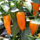 25 Seeds Cheyenne Pepper Garden Vegetables Planting Edible Food Fresh For Garden