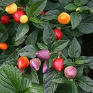 25 Seeds Tennessee Teardrop Pepper Garden Vegetables Planting Edible Food Fresh For Garden