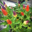 25 Seeds Prairie Fire Pepper Garden Vegetables Planting Edible Food Fresh For Garden
