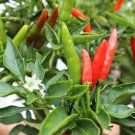 25 Seeds Malagueta Pepper Garden Vegetables Planting Edible Food Fresh For Garden 25 Seeds Malagueta Pepper Garden Vegetables Planting Edible Food Fresh For Garden