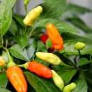 25 Seeds Bahamian Bird Pepper Garden Vegetables Planting Edible Food Fresh For Garden