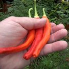 25 Seeds Carolina Cayenne Pepper Garden Vegetables Planting Edible Food Fresh For Garden 25 Seeds Carolina Cayenne Pepper Garden Vegetables Planting Edible Food Fresh For Garden