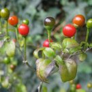 25 Seeds Chiltepin Pepper Garden Vegetables Planting Edible Food Fresh For Garden