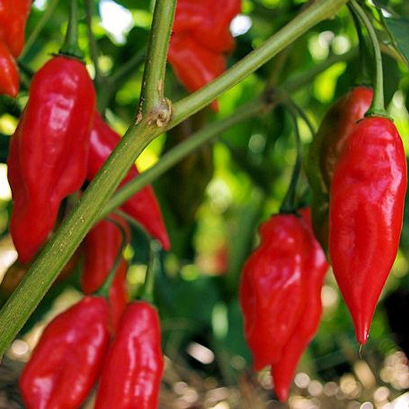 25 Seeds Hot Paper Lantern Pepper Garden Vegetables Planting Edible Food Fresh For Garden
