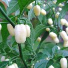 25 Seeds White Bullet Habanero Pepper Garden Vegetables Planting Edible Food Fresh For Garden
