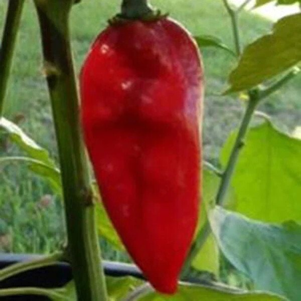 25 Seeds Devil&acirc;��S Tongue Red Pepper Garden Vegetables Planting Edible Food Fresh For Garden