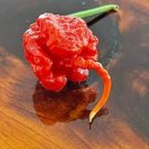 25 Seeds Trinidad 7 Potpod Pepper Garden Vegetables Planting Edible Food Fresh For Garden