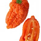 25 Seeds Naga Morich Pepper Garden Vegetables Planting Edible Food Fresh For Garden 25 Seeds Naga Morich Pepper Garden Vegetables Planting Edible Food Fresh For Garden
