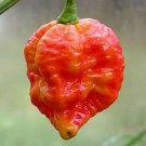 25 Seeds 7 Pot Infinity Pepper Garden Vegetables Planting Edible Food Fresh For Garden