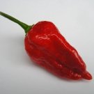 25 Seeds Dorset Naga Pepper Garden Vegetables Planting Edible Food Fresh For Garden