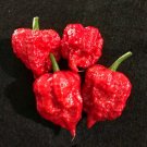 25 Seeds Naga Viper Pepper Garden Vegetables Planting Edible Food Fresh For Garden 25 Seeds Naga Viper Pepper Garden Vegetables Planting Edible Food Fresh For Garden