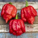 25 Seeds Butch T Pepper Garden Vegetables Planting Edible Food Fresh For Garden 25 Seeds Butch T Pepper Garden Vegetables Planting Edible Food Fresh For Garden