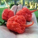 25 Seeds 7 Pot Primo Pepper Garden Vegetables Planting Edible Food Fresh For Garden