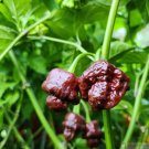 25 Seeds 7 Pot Douglah Pepper Garden Vegetables Planting Edible Food Fresh For Garden