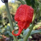 25 Seeds Carolina Reaper Pepper Garden Vegetables Healthy Planting Edible Food Fresh For Garden