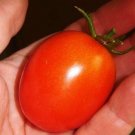 50 Seeds Enchantment Tomato Juicy Tomatoe Vegetable Garden Edible Food Fresh For Garden