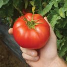 50 Seeds El Fresco Hybrid Tomato Juicy Tomatoe Vegetable Garden Edible Food Fresh For Garden